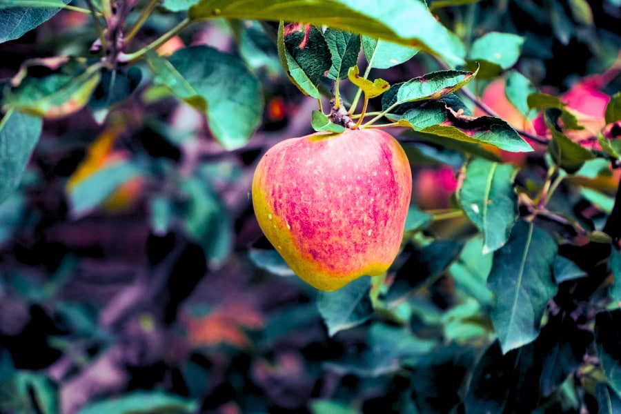 כתפוח, שיר מאת: שרה סגל־כץ | photo - Prakasam Mathaiyan - Sarah Segal-Katz