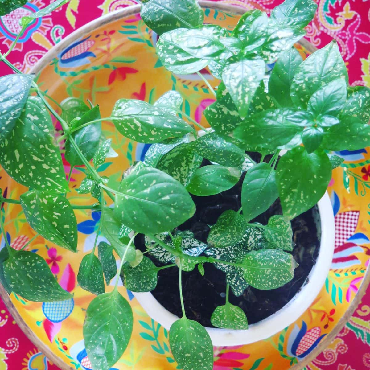 ראיון לבלוג משחקת בצבע